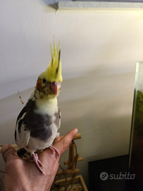 Pappagalli allevati a mano