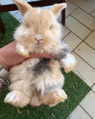 Conigli minilop - cuccioli