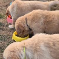 Cuccioli Golden Retriver