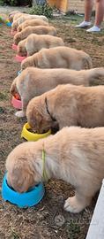 Cuccioli Golden Retriver