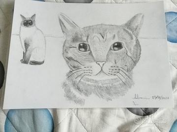 disegnio gattino