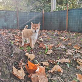 Ultima femmina di Shiba Inu