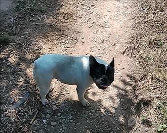Bulldog francese