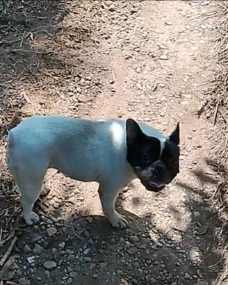 Bulldog francese