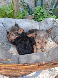 Cuccioli yorkshire
