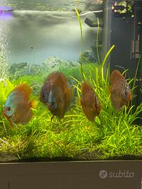 Discus cobalt e Rt