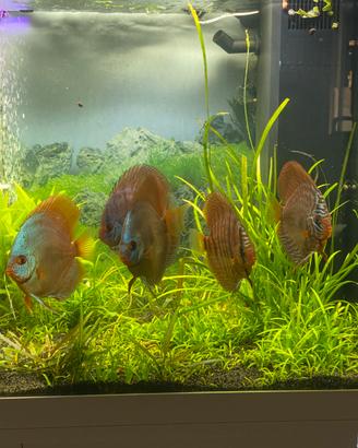 Discus cobalt e Rt