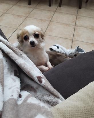 Chihuahua