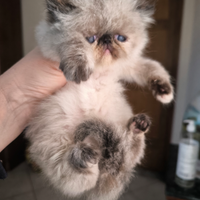 Gattine persiane blu e tortie point