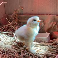 Pulcini brahma gigante