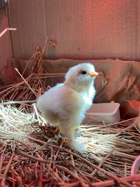 Pulcini brahma gigante