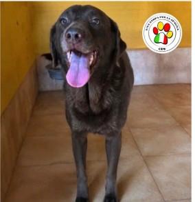 Femmina labrador chocolate