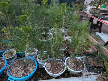 Prebonsai pino nero Giapponese 