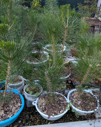 Prebonsai pino nero Giapponese 