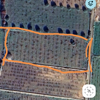 Ciliegieto biologico matinelle