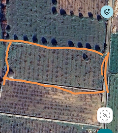 Ciliegieto biologico matinelle