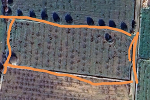 Ciliegieto biologico matinelle