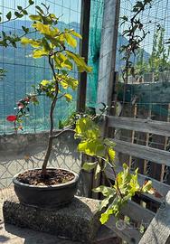 Bonsai di faggio spedizione gratuita