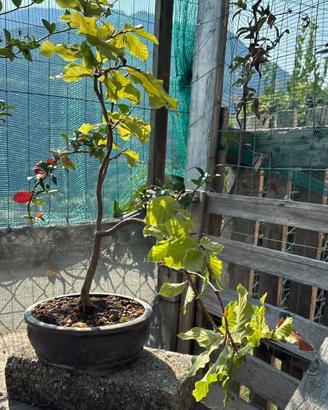 Bonsai di faggio spedizione gratuita