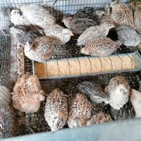 Quaglie e quagliotti jumbo