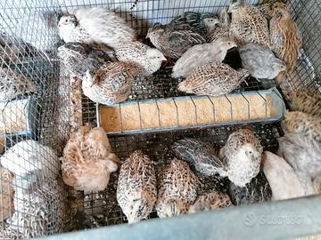 Quaglie e quagliotti jumbo