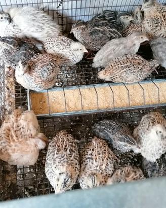 Quaglie e quagliotti jumbo