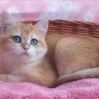 Scottish Straight Pedigree