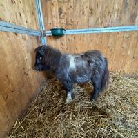 Mini pony