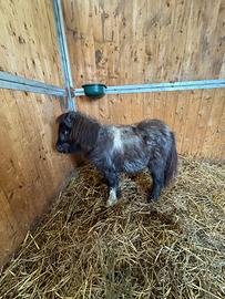 Mini pony