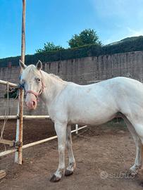 Pony femmina