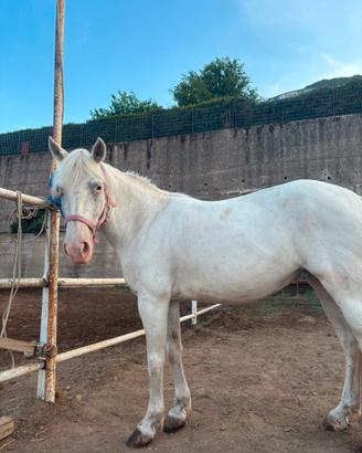 Pony femmina