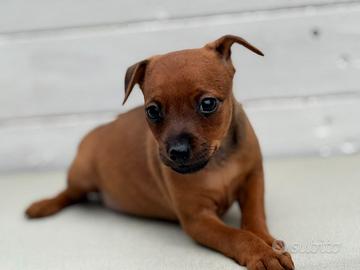 Pinscher