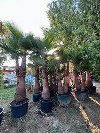 Palme Washingtonia