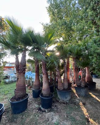 Palme Washingtonia