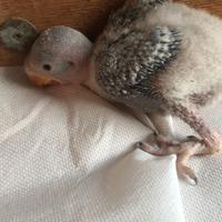 Pappagallo grande alessandrino a tre imbeccate