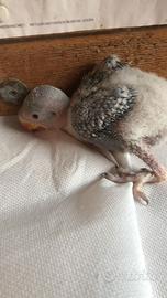 Pappagallo grande alessandrino a tre imbeccate