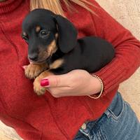 Bassotto Nero Focato Nano