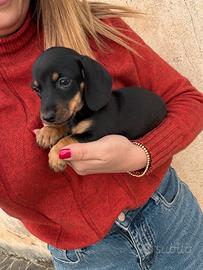 Bassotto Nero Focato Nano