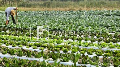 Terreno Agricolo - Cavallino-Treporti