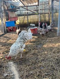 Australorp 4 galline