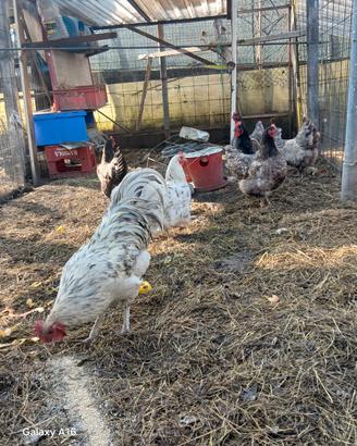 Australorp 4 galline