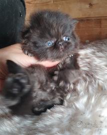 Gattino figlio di gatti persiani MASCHIO