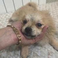 Cani adulti e cuccioli