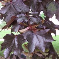 Acer platanoide crimson king alberetto