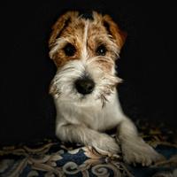 Jack Russell con pedegree per accoppiamento