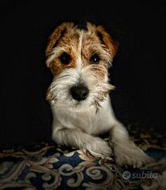 Jack Russell con pedegree per accoppiamento