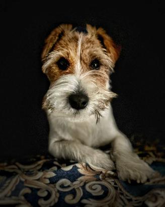 Jack Russell con pedegree per accoppiamento