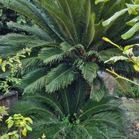cycas