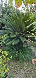 cycas