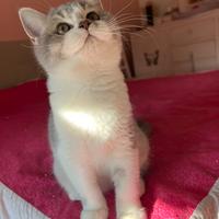 Cuccioli British Shorthair Bicolor